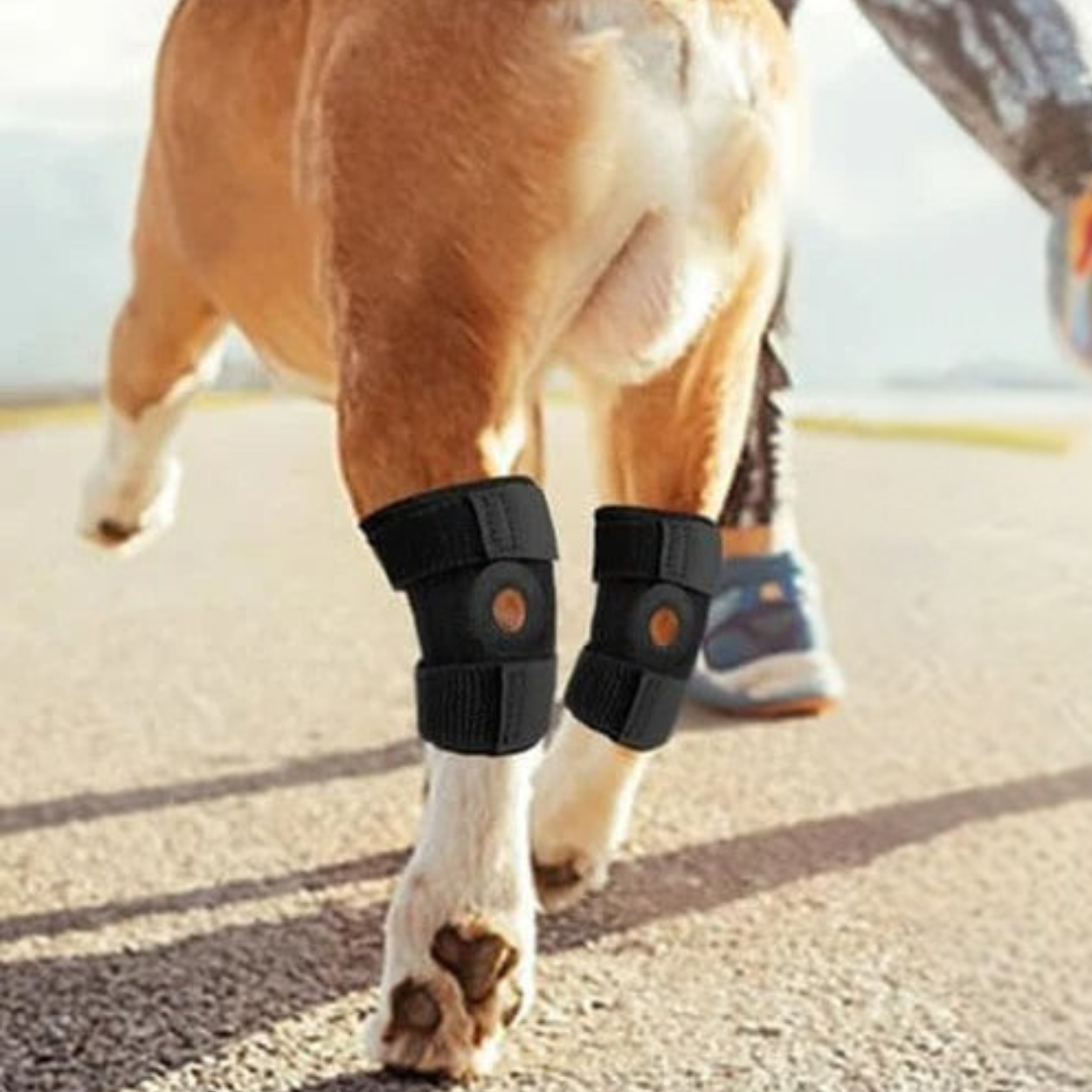 Genouillère Chien Orthopédique pour Articulation