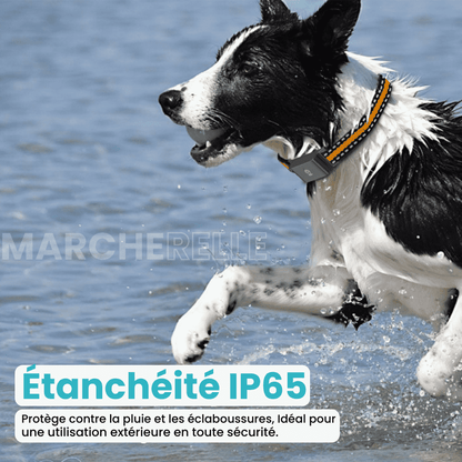 Marcherelle™ – Collier GPS Chien Sans Abonnement, Suivi en Temps Réel